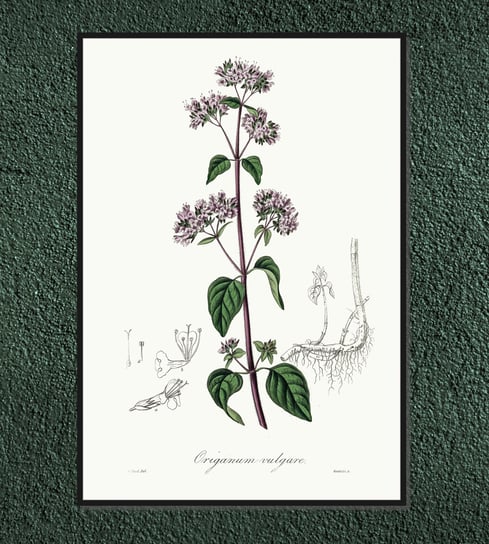 Plakat rośliny vintage Lebiodka pospolita (Oregano) 30x42 cm / DodoPrint Dodoprint