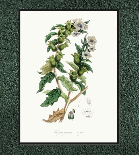 Plakat rośliny vintage Lulek czarny (Lulka, Lulek jadowity, Szalej czarny, Żabi barszcz) 21x30 cm / DodoPrint Dodoprint