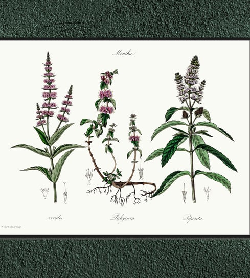 Plakat rośliny vintage Mięta (zielona, polej, pieprzowa) 30x40 cm (A3) / DodoPrint Dodoprint