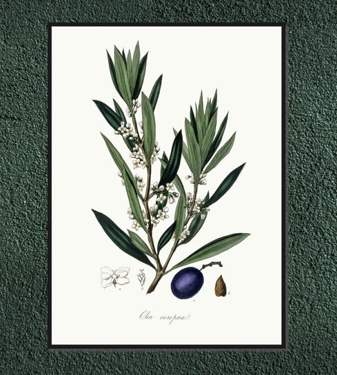 Plakat rośliny vintage Oliwka europejska 21x30 cm / DodoPrint Dodoprint