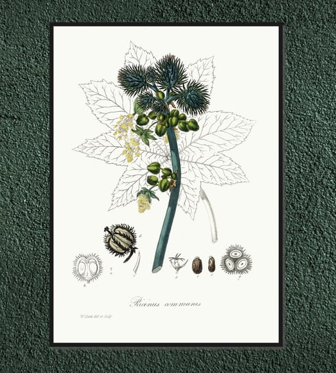 Plakat rośliny vintage Rącznik pospolity (Rycynus, rycyna) 21x30 cm / DodoPrint Dodoprint