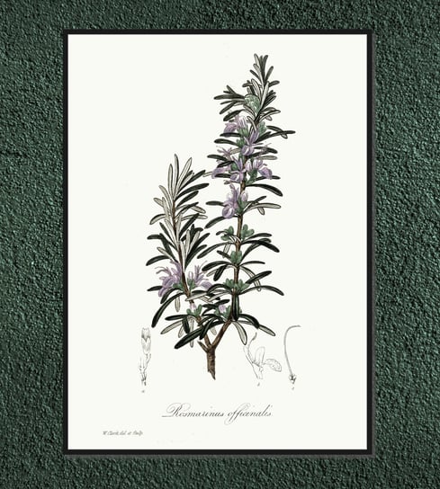 Plakat rośliny vintage Rozmaryn lekarski 21x30 cm / DodoPrint Dodoprint