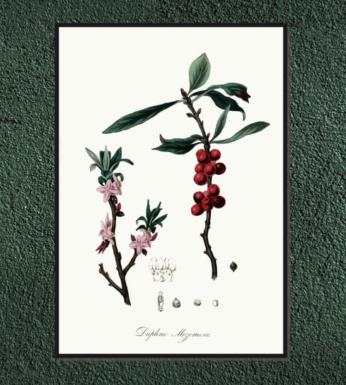 Plakat rośliny vintage Wawrzynek wilczełyko 30x40 cm (A3) / DodoPrint Dodoprint