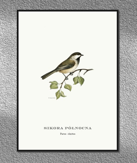 Plakat Sikora północna, ptaki Polski, grafika ze starego atlasu ptaków 21x30 cm (A4) / DodoPrint Dodoprint