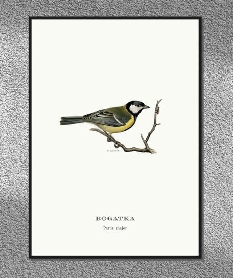 Plakat Sikorka bogatka, ptaki Polski, grafika ze starego atlasu ptaków 21x30 cm (A4) / DodoPrint Dodoprint