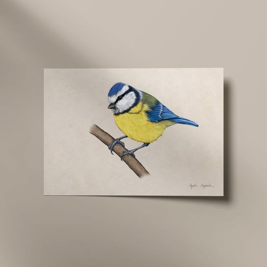 Plakat Sikorka modraszka 21x30 cm ptaki w polsce, tukanmedia TukanMedia