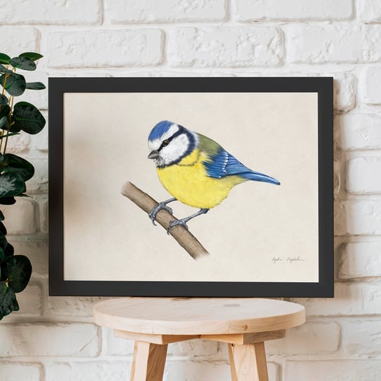 Plakat sikorka modraszka 30x40 cm, ptaki w polsce, TukanMedia, Autorska ilustracja, druk cyfrowy TukanMedia