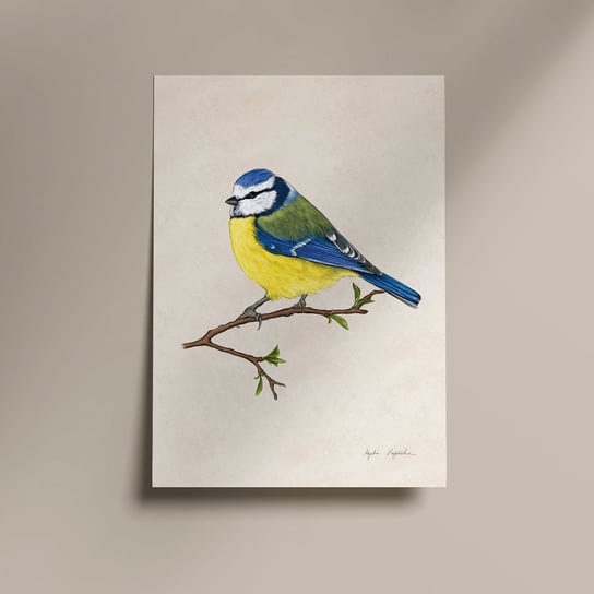 Plakat sikorka modraszka na gałązce 30x40 cm, ptaki, autorska ilustracja, dekoracja, prezent TukanMedia