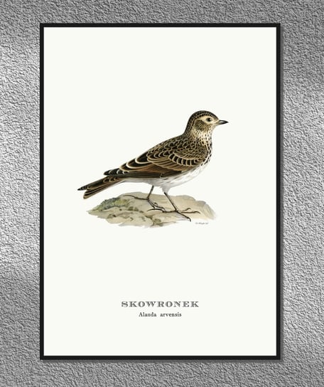 Plakat Skowronek, ptaki Polski, grafika ze starego atlasu ptaków 30x40 (A3) / DodoPrint Dodoprint