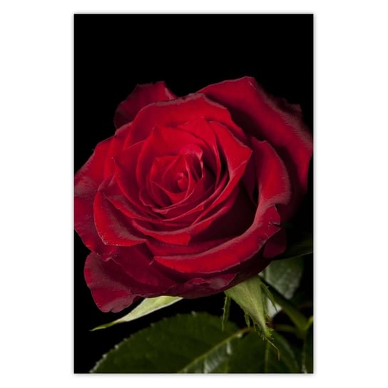 Plakat Śliczna róża, 40x60 cm ZeSmakiem