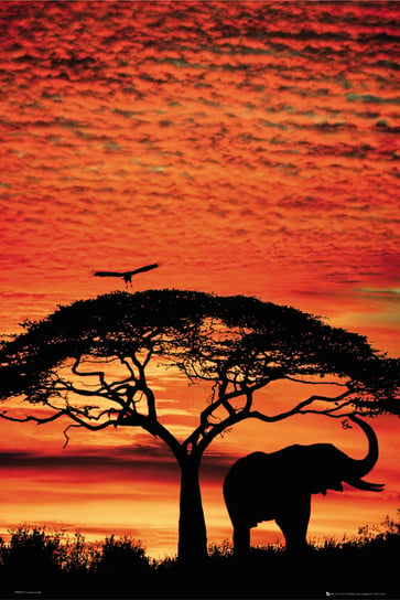 Plakat, Słoń Afrykański - Zachód Słońca na Sawannie, 61x91,5 cm Inna marka