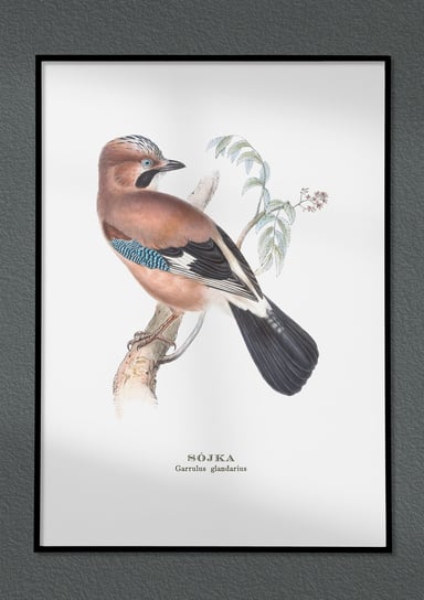 Plakat Sójka, ptaki Polski, grafika ze starego atlasu ptaków 21x30 cm (A4) / DodoPrint Dodoprint