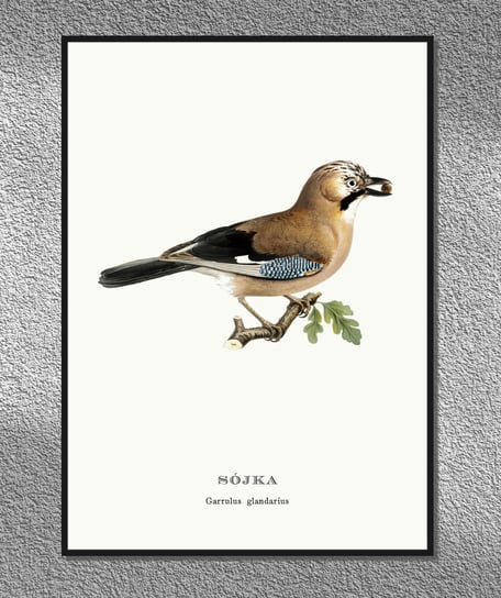 Plakat Sójka, ptaki Polski, grafika ze starego atlasu ptaków 21x30 cm cm (A4) / DodoPrint Dodoprint