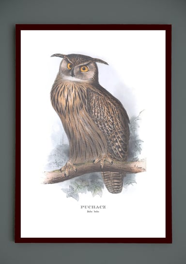 Plakat Sowa Puchacz, ptaki Polski, grafika ze starego atlasu ptaków 21x30 cm (A4) / DodoPrint Dodoprint