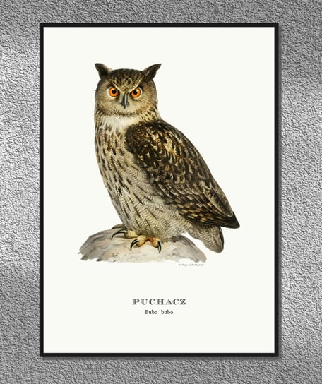 Plakat Sowa puchacz, ptaki Polski, grafika ze starego atlasu ptaków 21x30 cm (A4) / DodoPrint Dodoprint