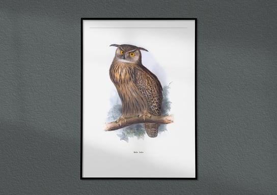 Plakat Sowa Puchacz, ptaki Polski, grafika ze starego atlasu ptaków 30x40 (A3) / DodoPrint Dodoprint