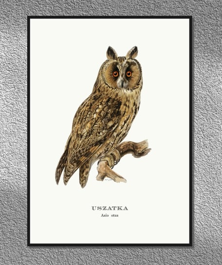 Plakat Sowa uszatka, ptaki Polski, grafika ze starego atlasu ptaków 21x30 cm (A4) / DodoPrint Dodoprint