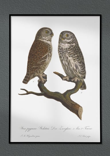 Plakat Sowy, ptaki Polski, grafika ze starego atlasu ptaków 21x30 cm (A4) / DodoPrint Dodoprint