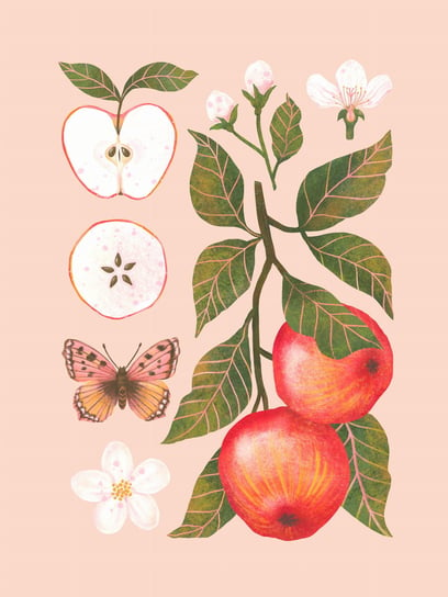 Plakat STUDIO STONKA, botaniczny "Jabłka" różo Studio Stonka