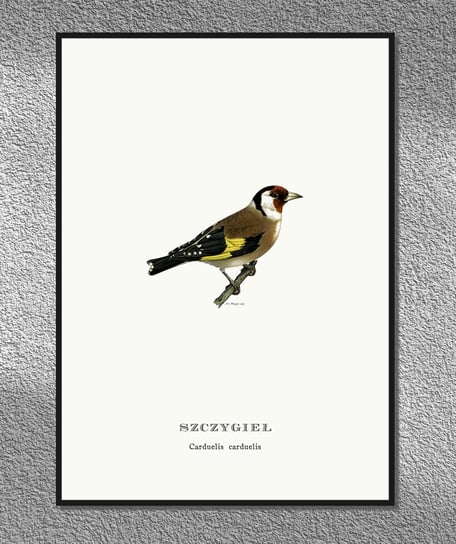 Plakat Szczygieł, ptaki Polski, grafika ze starego atlasu ptaków 21x30 cm (A4) / DodoPrint Dodoprint