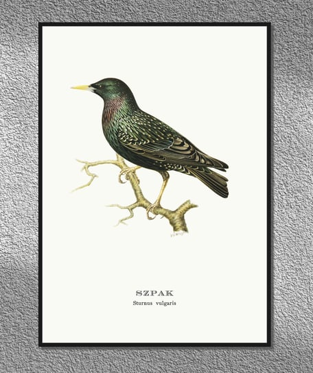Plakat Szpak, ptaki Polski, grafika ze starego atlasu ptaków 21x30 cm (A4) / DodoPrint Dodoprint