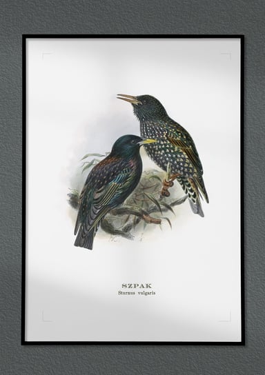 Plakat Szpaki, ptaki Polski, grafika ze starego atlasu ptaków 21x30 cm (A4) / DodoPrint Dodoprint