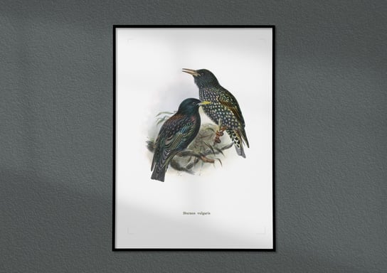 Plakat Szpaki, ptaki Polski, grafika ze starego atlasu ptaków 30x40 (A3) / DodoPrint Dodoprint