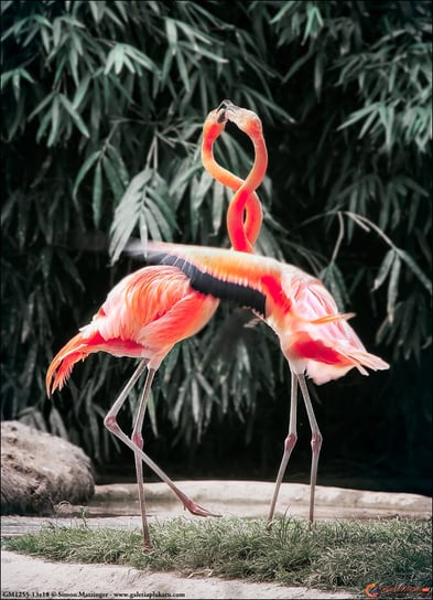Plakat, Tańczące flamingi, 50x70 cm reinders