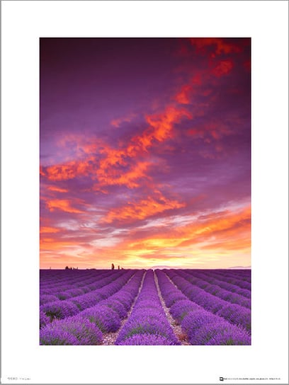 Plakat, Tom Mackie Purple Field And Sky, 30x40 cm Inna marka