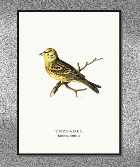 Plakat Trznadel, ptaki Polski, grafika ze starego atlasu ptaków 21x30 cm (A4) / DodoPrint Dodoprint
