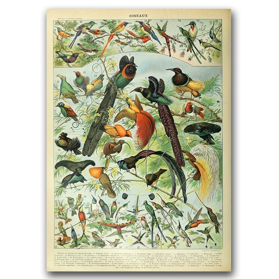 Plakat vintage Adolphe Millot Oiseaux Bird A3 Vintageposteria