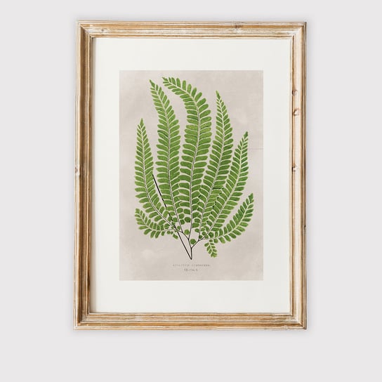 Plakat VINTAGE BOTANICAL VI 30x40 cm MUYBIEN