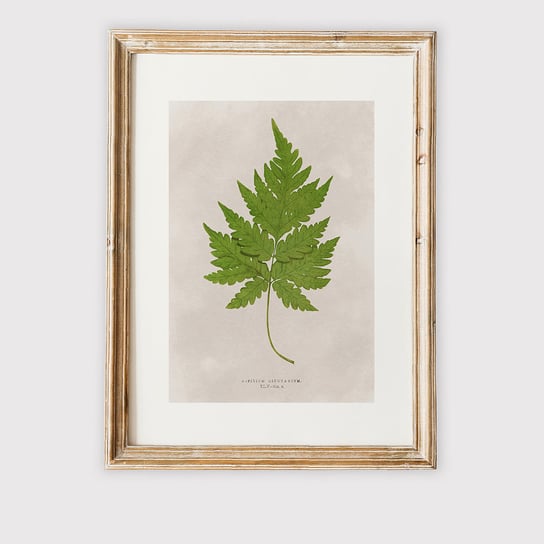 Plakat VINTAGE BOTANICAL VII A4 MUYBIEN