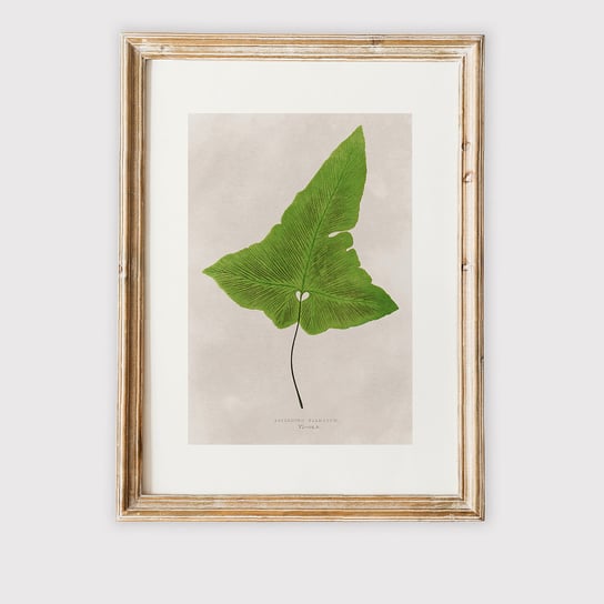 Plakat VINTAGE BOTANICAL VIII 30x40 cm MUYBIEN