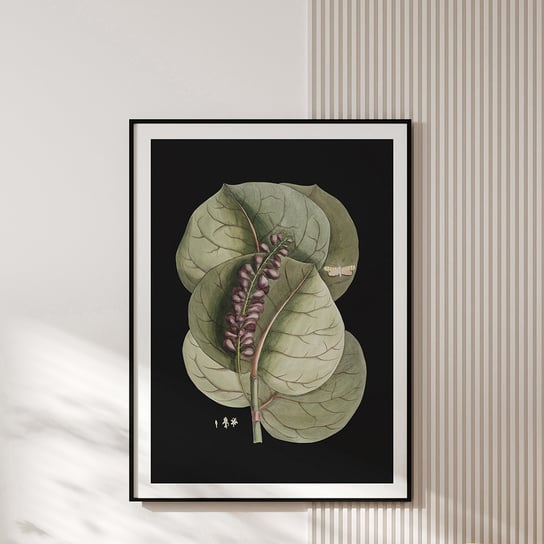 Plakat vintage - botaniczna ilustracja no.1 30x40 cm MUYBIEN