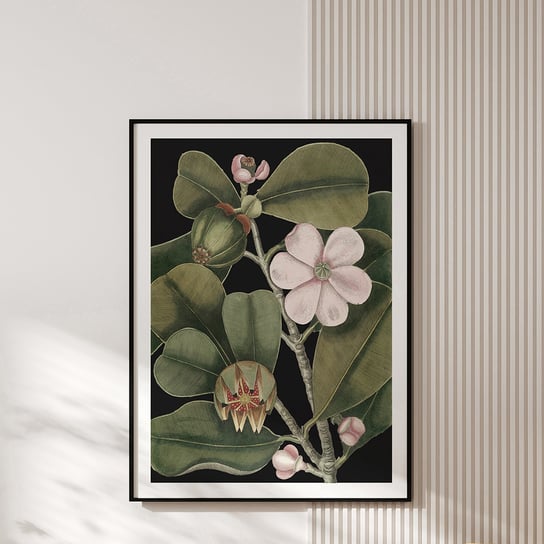 Plakat vintage - botaniczna ilustracja no.3 30x40 cm MUYBIEN