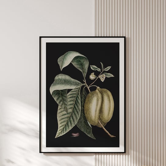 Plakat vintage - botaniczna ilustracja no.4 30x40 cm MUYBIEN