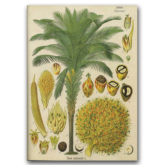 Plakat vintage do salonu Palma kokosowa A1 Vintageposteria