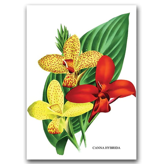 Plakat vintage Flower Print 1957 Canna Lily A2 Vintageposteria