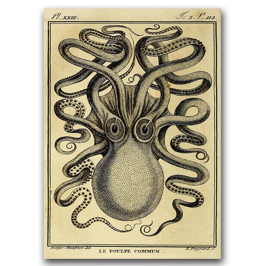 Plakat vintage Ośmiornica Haeckel Ernst A3 Vintageposteria