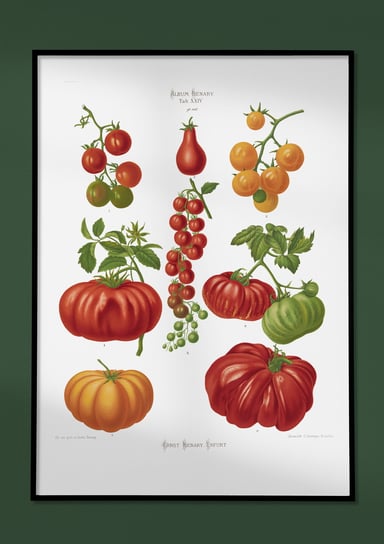 Plakat vintage Pomidory 42x30 cm / DodoPrint Dodoprint