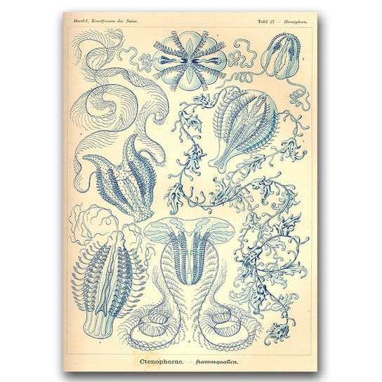Plakat vintage Żebropławy Ernst Haeckel A1 Vintageposteria