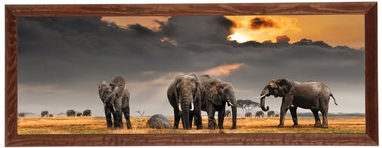 Plakat w brązowej ramie, 35x100 cm- Elephants 3 POSTERGALERIA