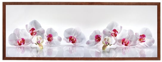 Plakat w brązowej ramie, 35x100 cm- Orchids 9 POSTERGALERIA