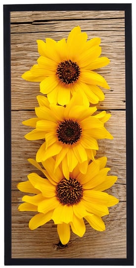 Plakat w czarnej ramie, 30x70 cm- Sunflower 1 POSTERGALERIA