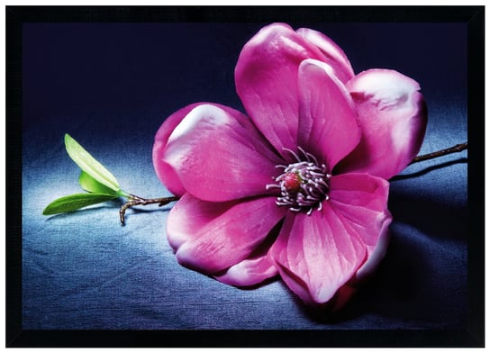 Plakat w czarnej ramie, 50x70 cm- Flower 10 POSTERGALERIA