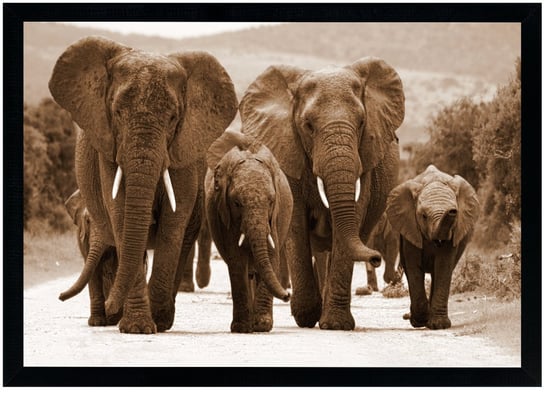 Plakat w czarnej ramie, 70x100 cm- Elephants 7 POSTERGALERIA