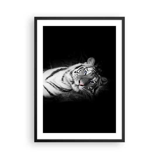 Plakat w ramie Arttor Dzikość i spokój - 50x70 cm - Plakat w czarnej ramie - Tygrys Biały, Tygrys, Zwierzęta, Natura, Czarno-Biały - P2BPA50x70-4247 ARTTOR