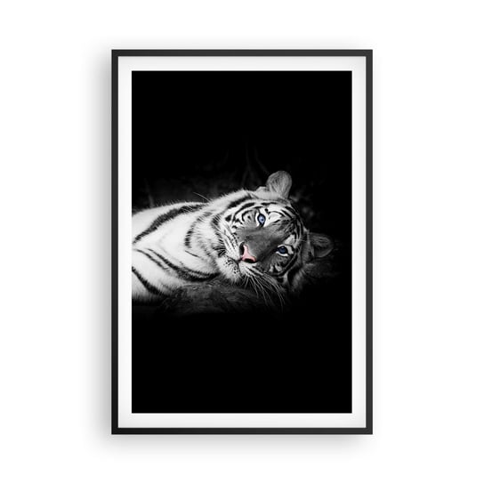 Plakat w ramie Arttor Dzikość i spokój - 61x91 cm - Plakat w czarnej ramie - Tygrys Biały, Tygrys, Zwierzęta, Natura, Czarno-Biały - P2BPA61x91-4247 ARTTOR