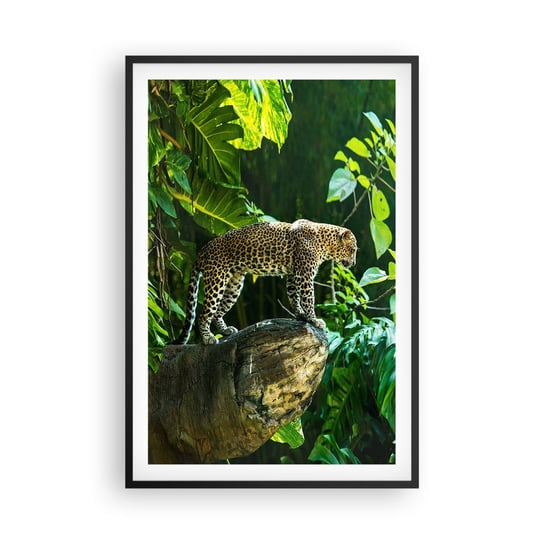 Plakat w ramie Arttor Na łowy? - 61x91 cm - Plakat w czarnej ramie - Dżungla, Lampart, Tropiki, Zwierzęta, Natura - P2BPA61x91-4502 ARTTOR